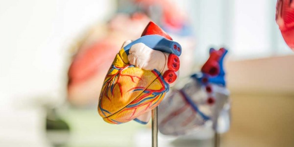 ¿Cómo prevenir las enfermedades cardíacas?