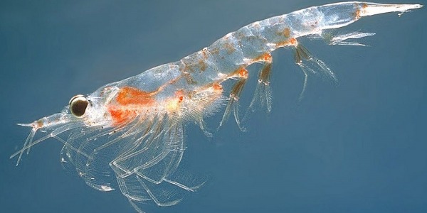 Aceite de krill y sus propiedades